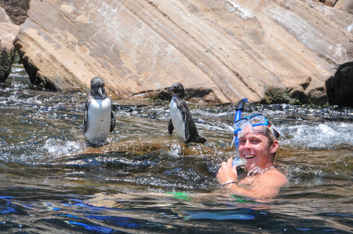 Snorkeling with penguins